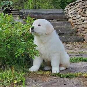 Lucy, Great Pyrenees Puppy